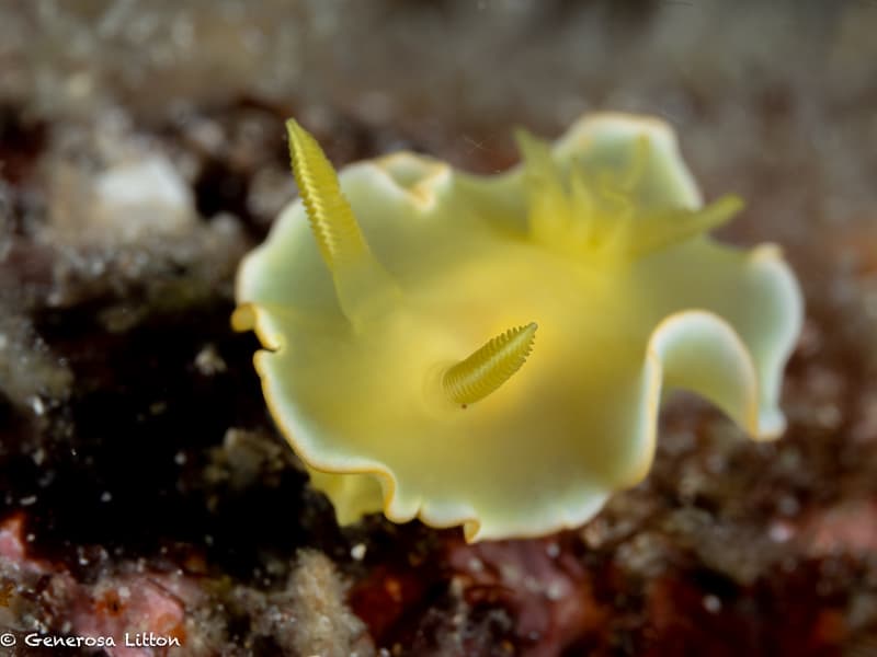 Lemon colored nudibranch