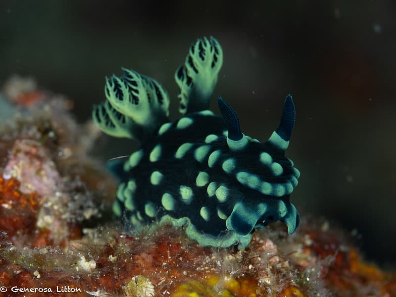 Green nembrotha nudibranch