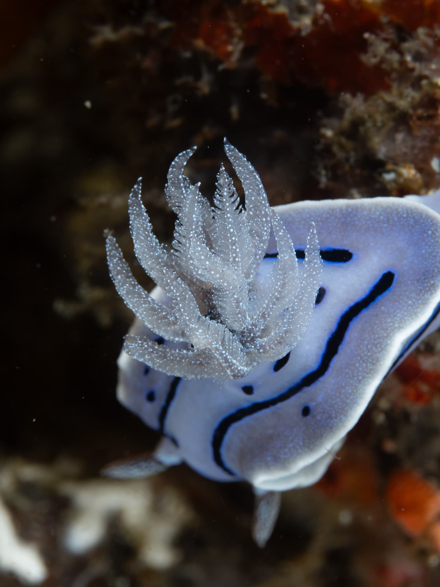 Close up of a nudibranch's plume