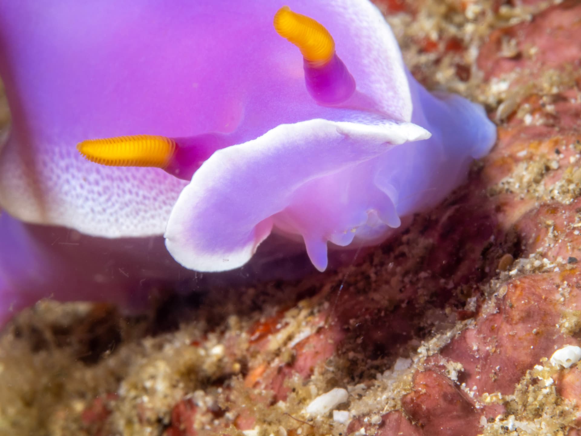 Close up of a nudibranch