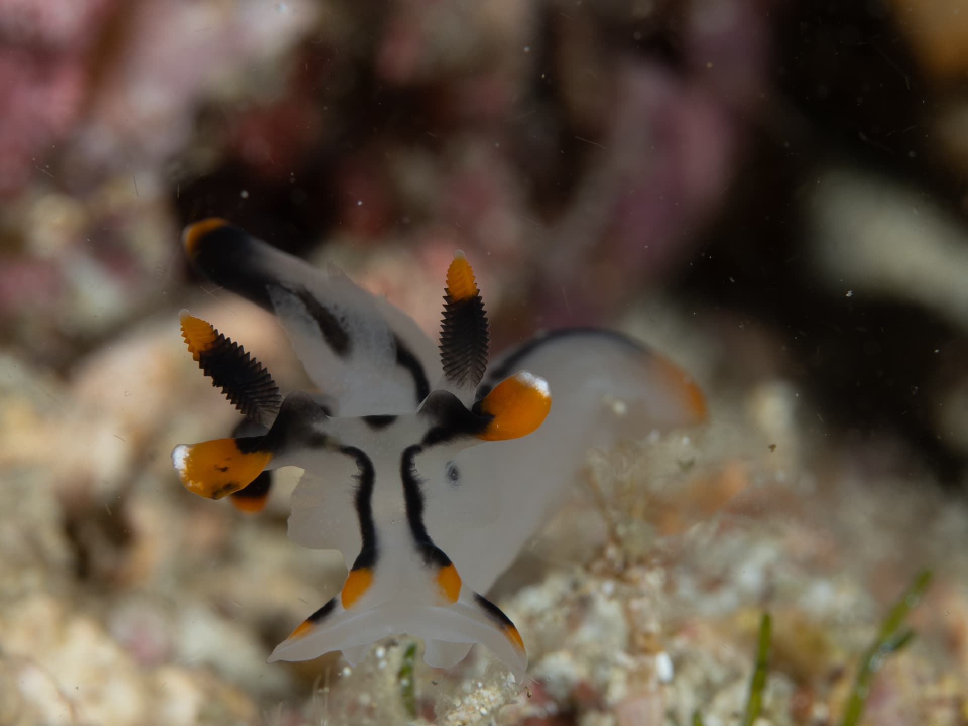 Cow looking Picachu nudibranch