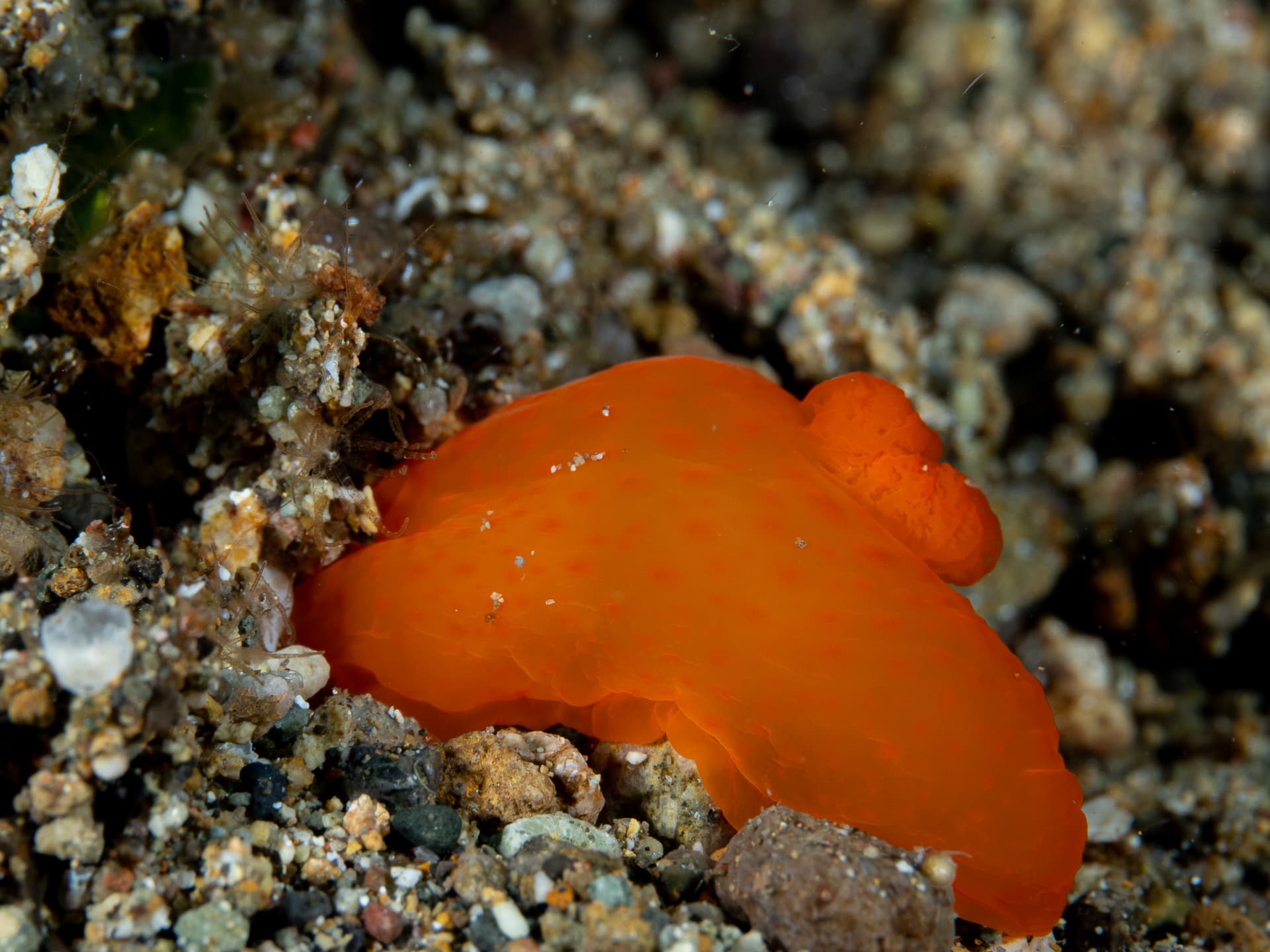 Orange Picachu nudibranch