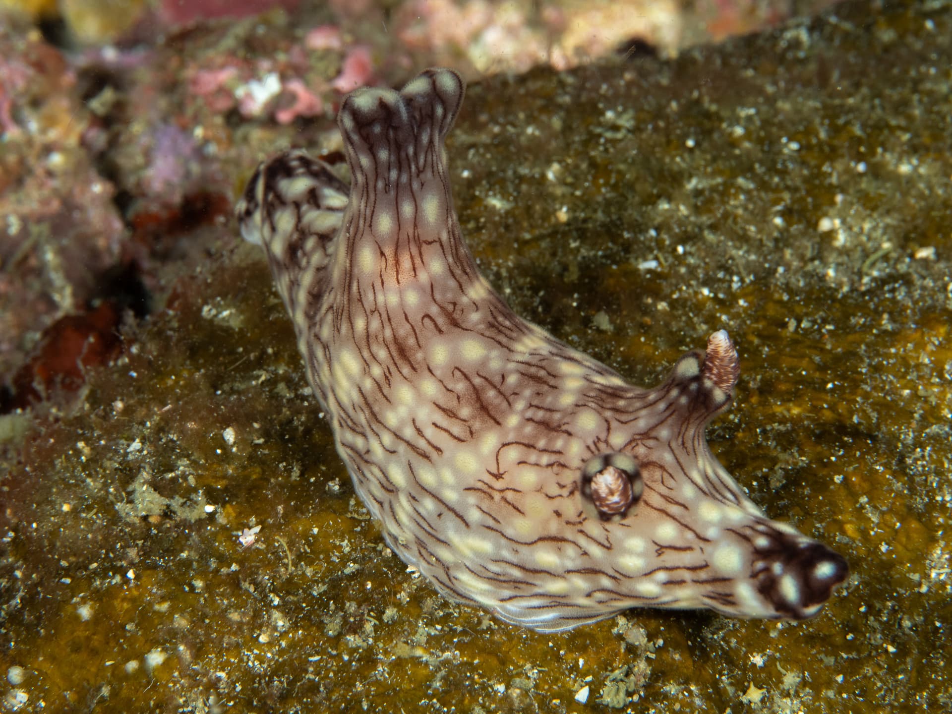 Nudibranch