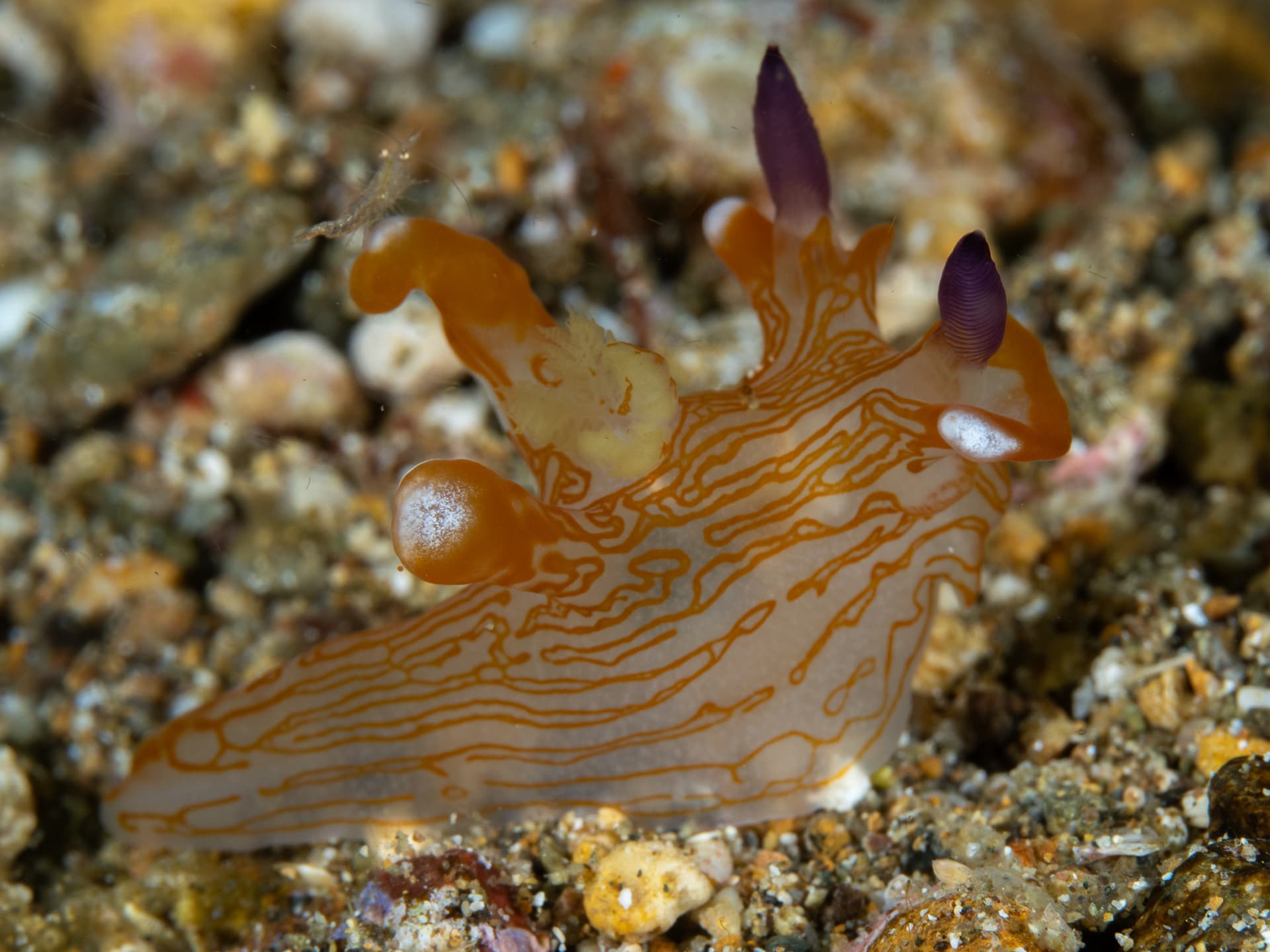 Picachu nudibranch