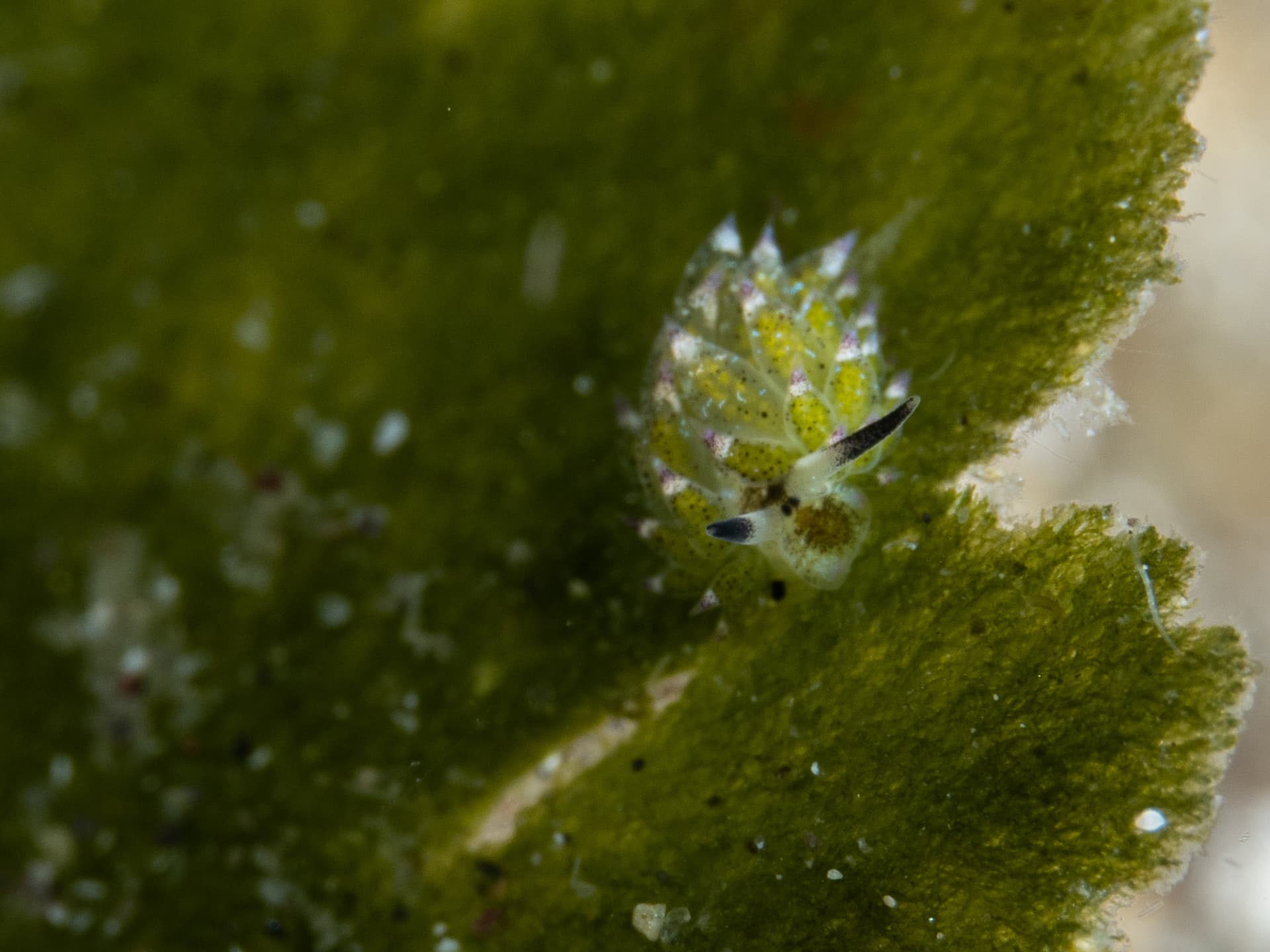 Close up of shaun the sheep nudibranch