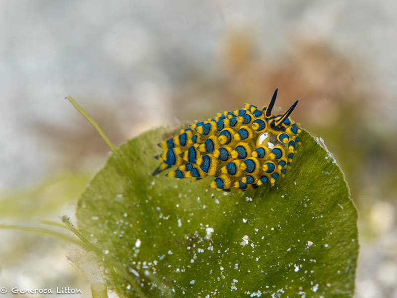 Tiny blue nudibranch