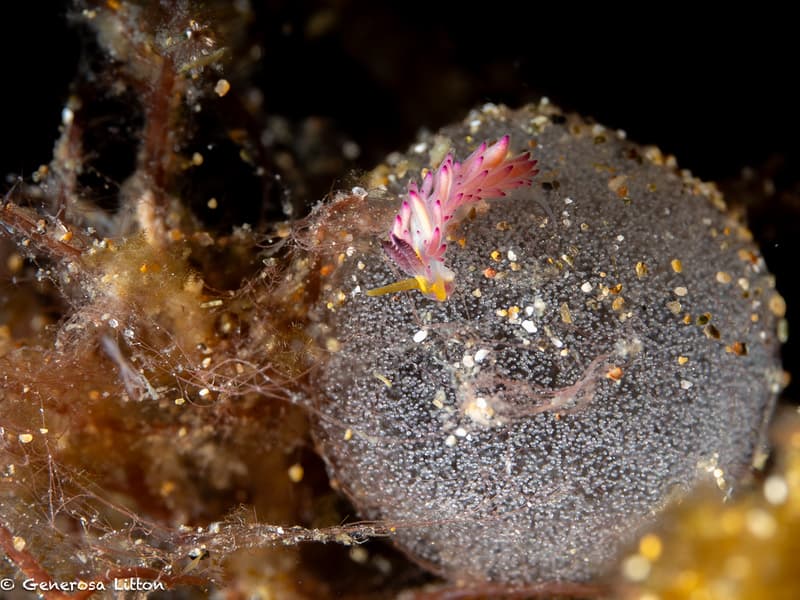 Tiny Pink Nudibranch