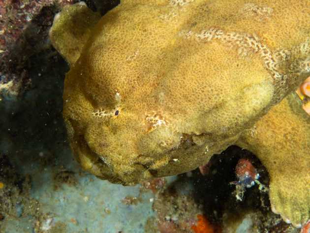 yellow frog fish