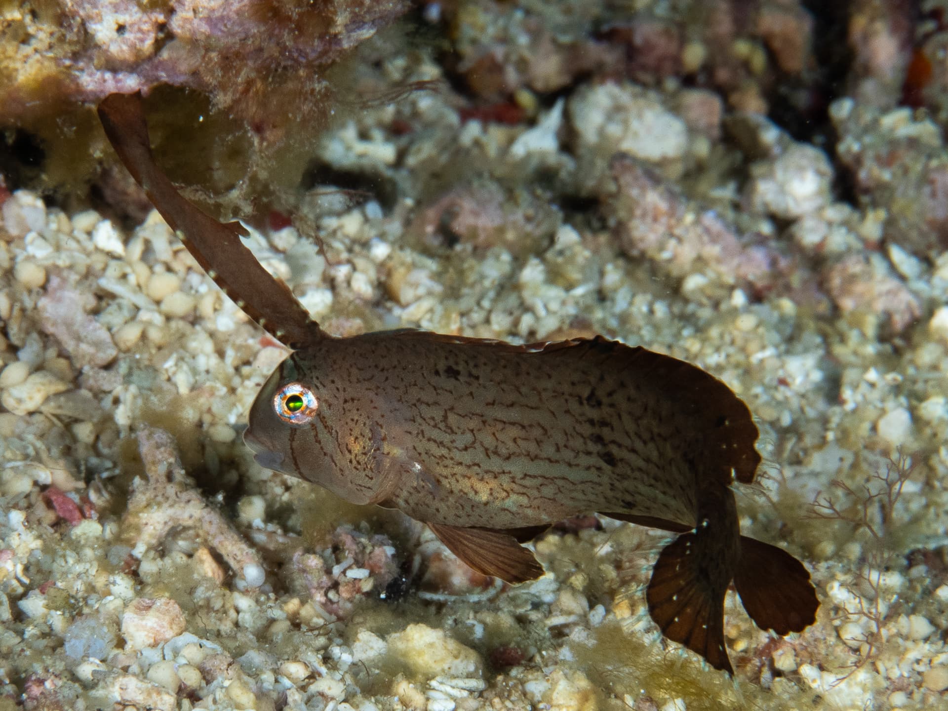 goby