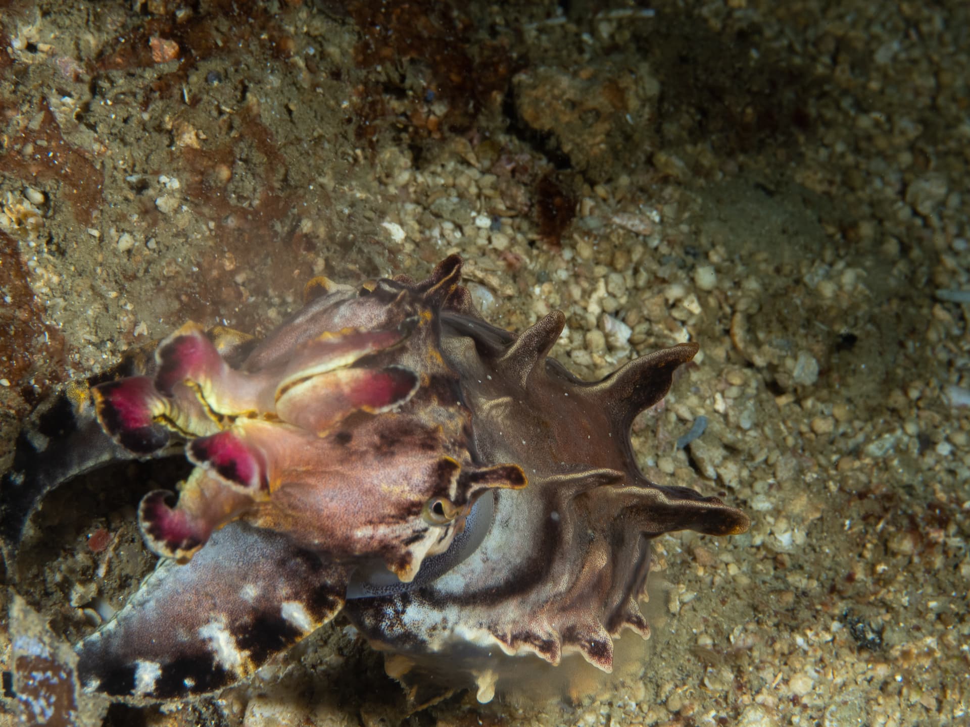 flambouyant cuttlefish