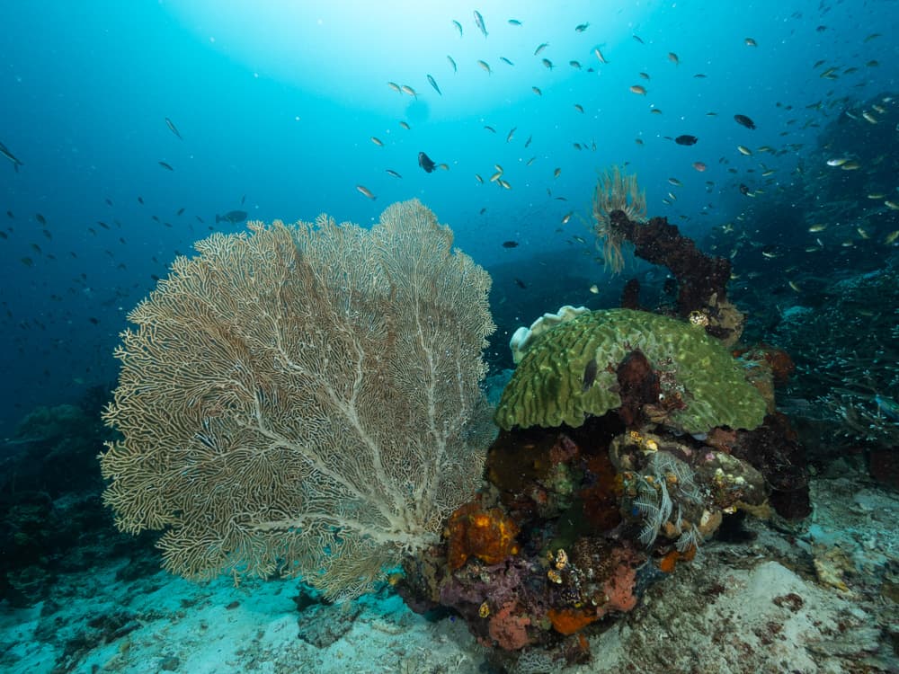 Vibrant fish and corals