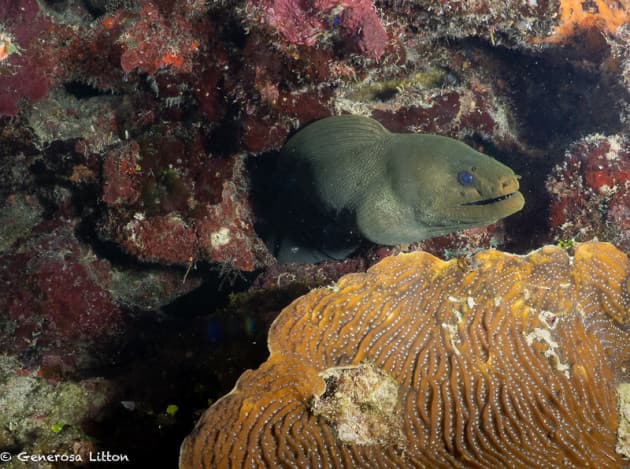 green moray eel