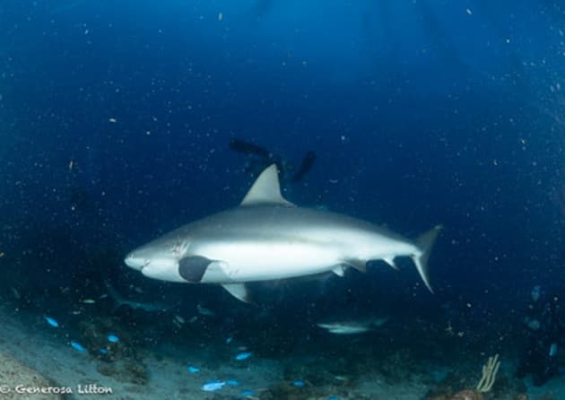 Reef Sharks