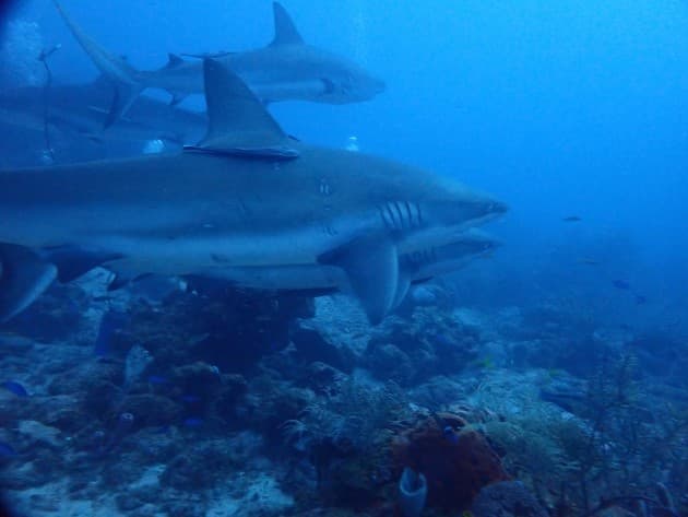 Reef Sharks