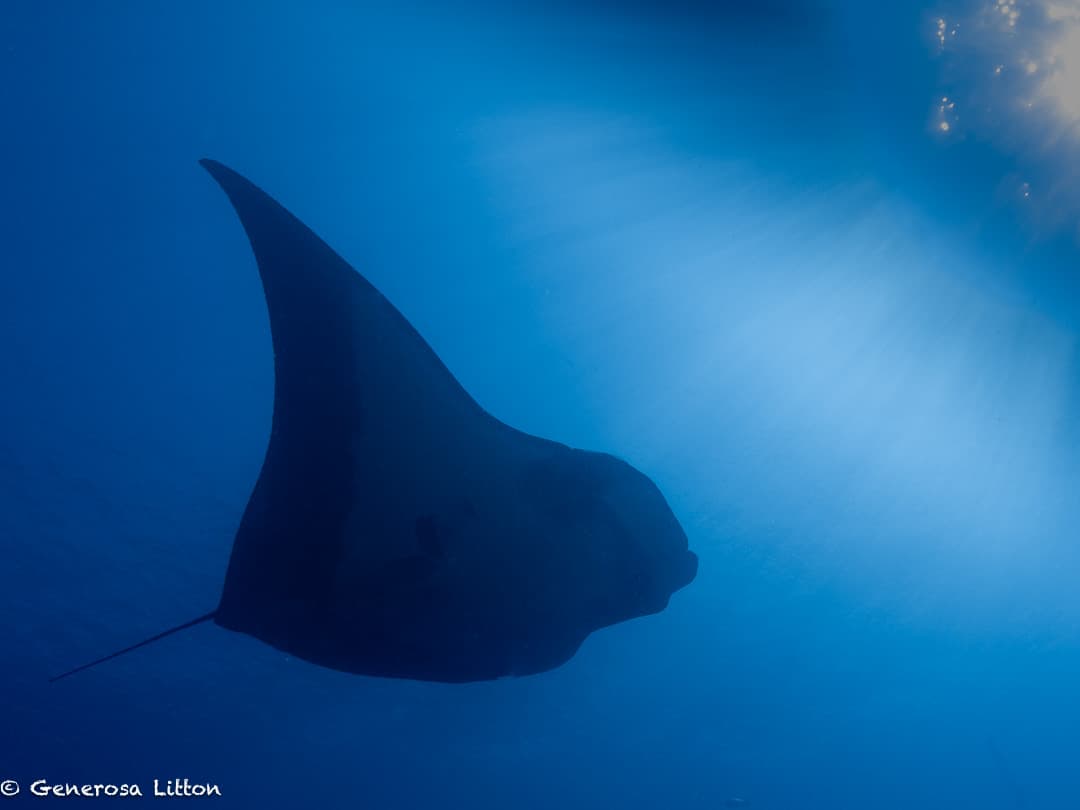 manta swimming with the sun