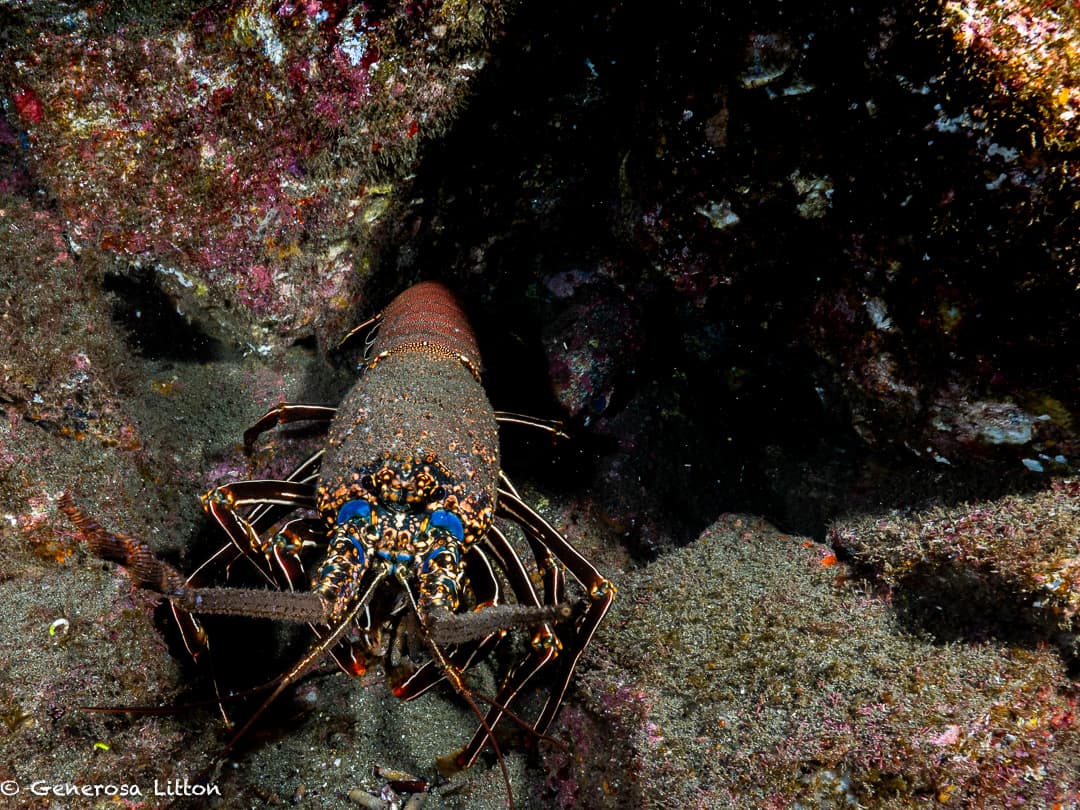 mating arrow crabs