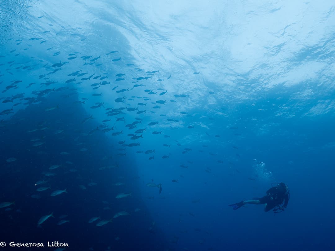 roca partida and diver