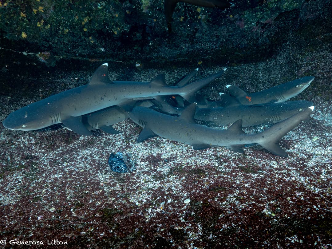 white tip reef sharks