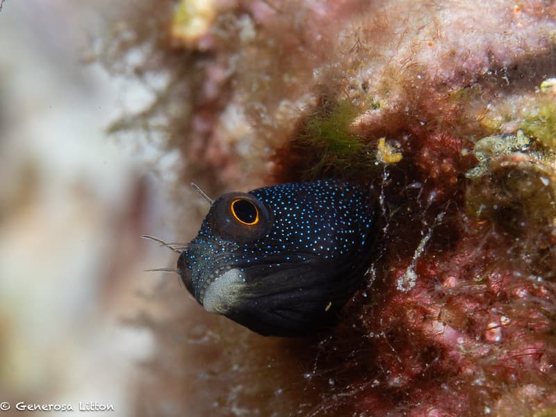 blenny