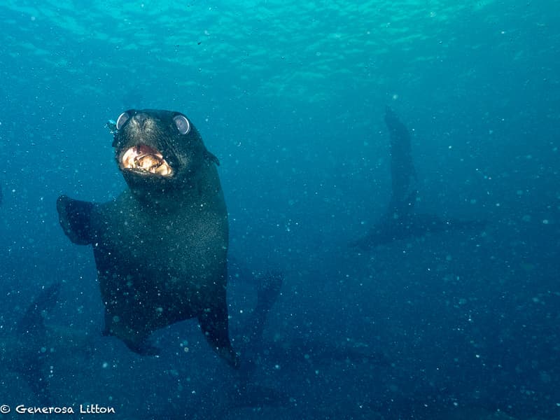 Sea lion biting diver's fin