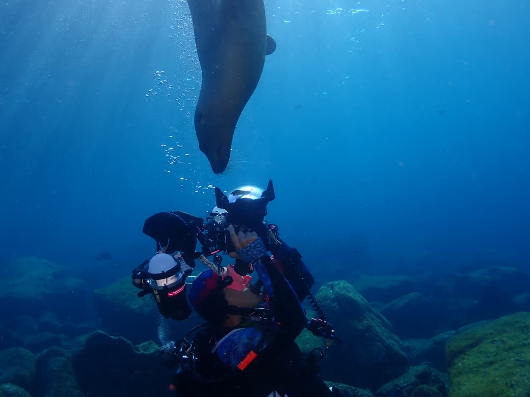 Scuba diver taking a picture of a sea lion