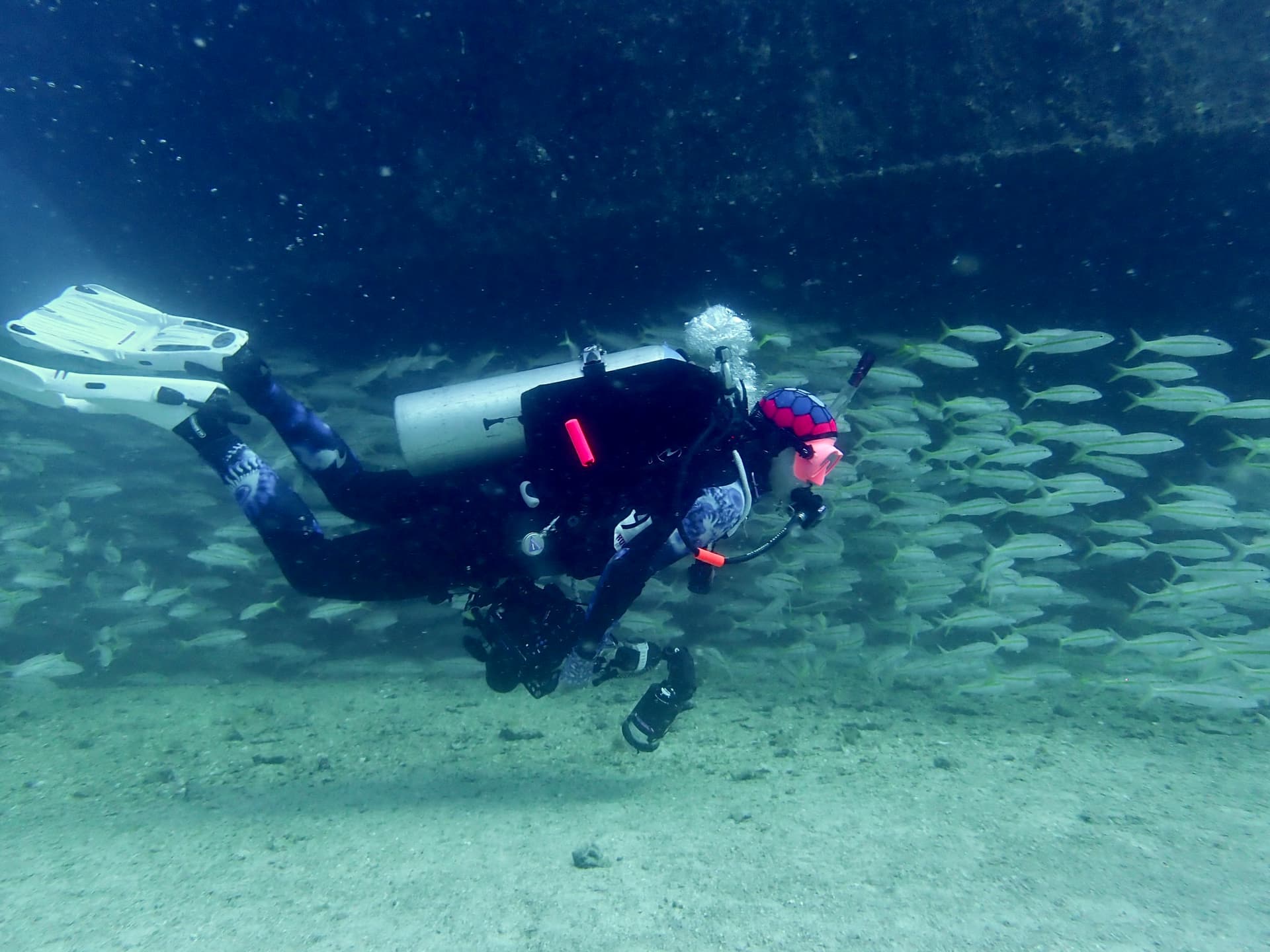 scuba diver among a school of grunts