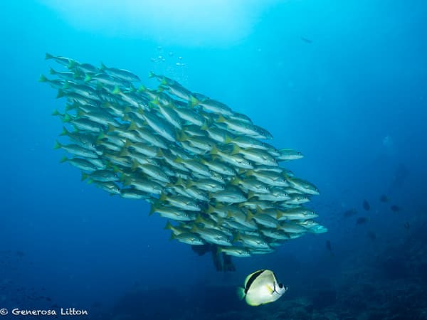 School of grunts