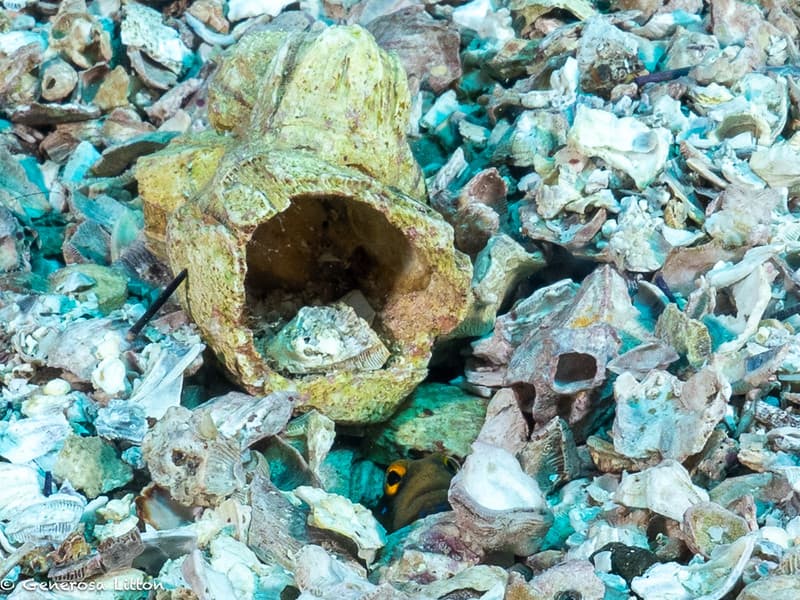 Jawfish looking up from its hole in the sand