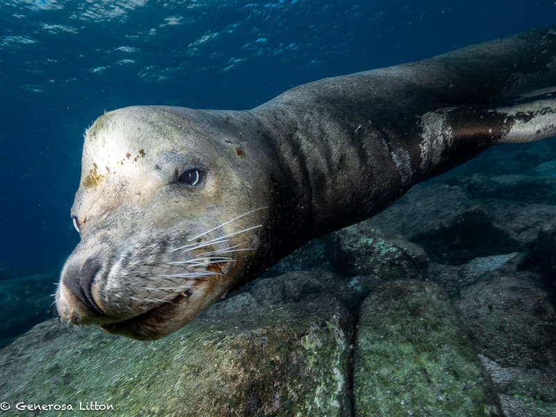 Male sea lion