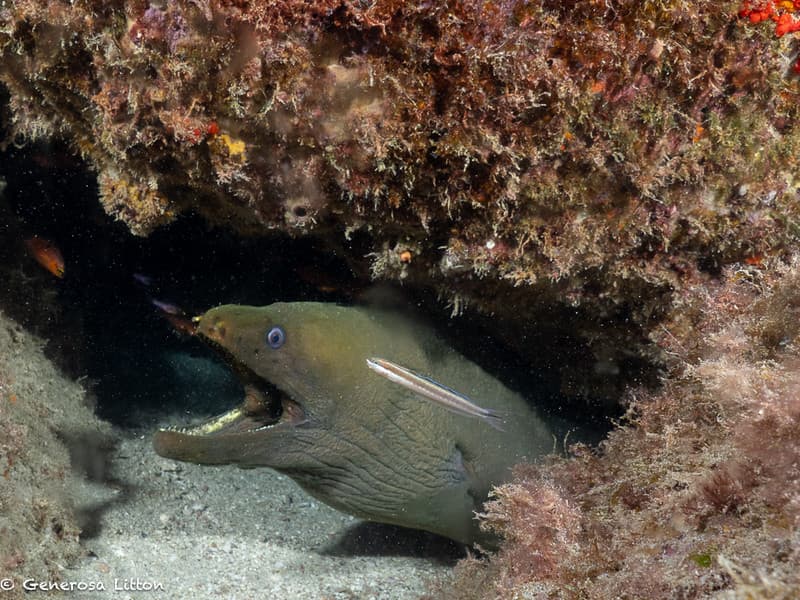 green moray eel and friend in its hole
