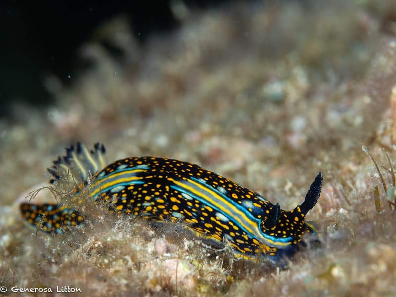 nudibranch