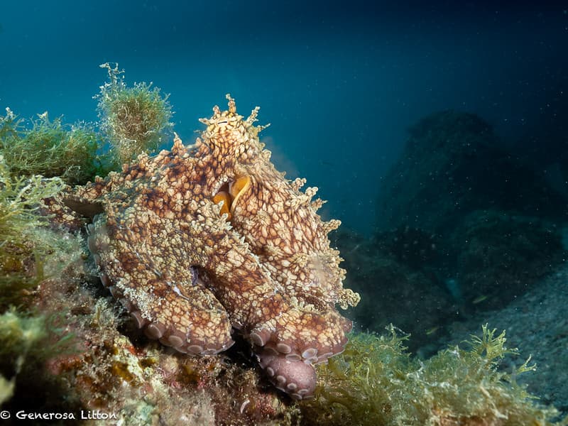 Octopus sitting on a rock