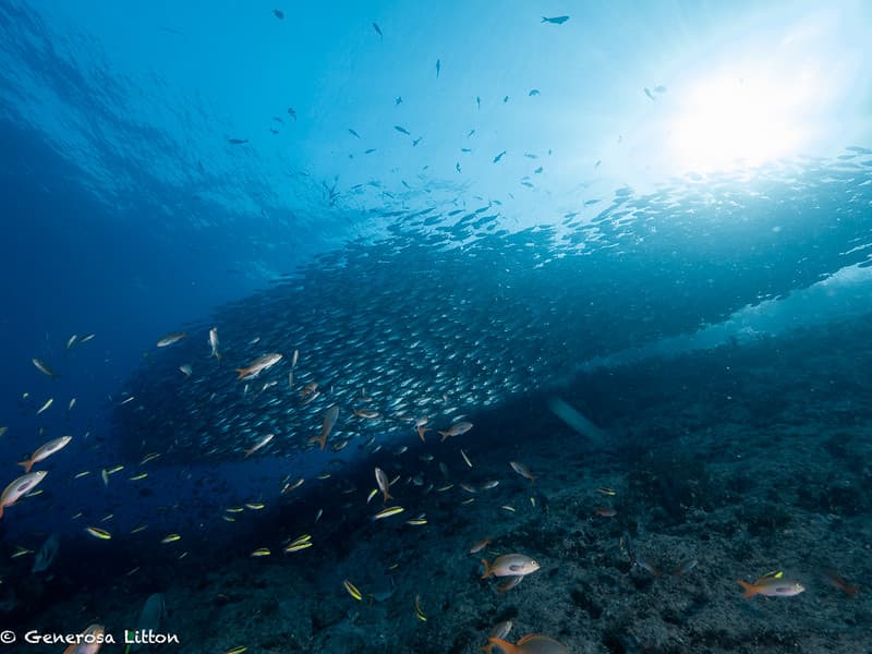 School of jacks and other fish