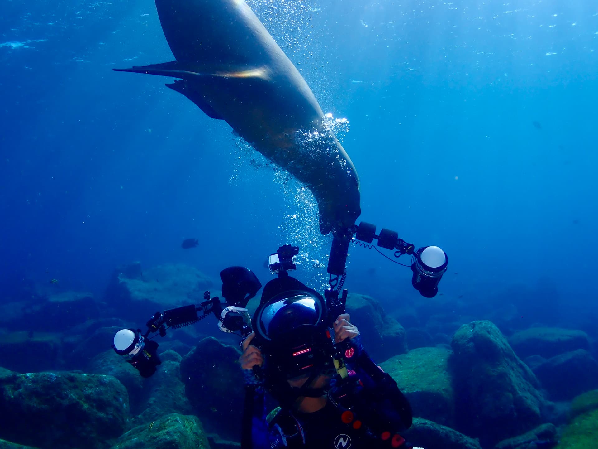 Sea lion biting diver's camera gear