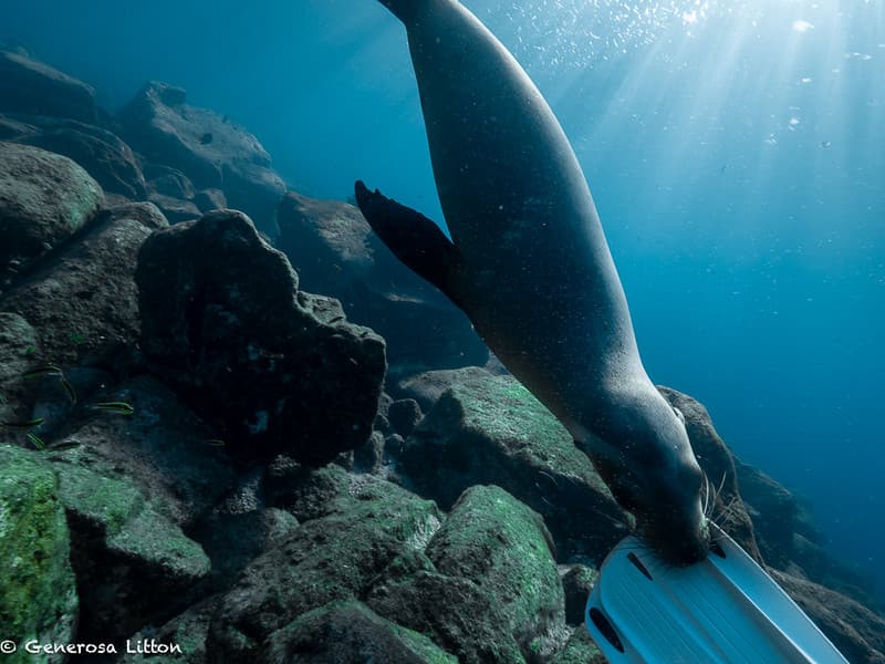 Sea lion biting diver's fin