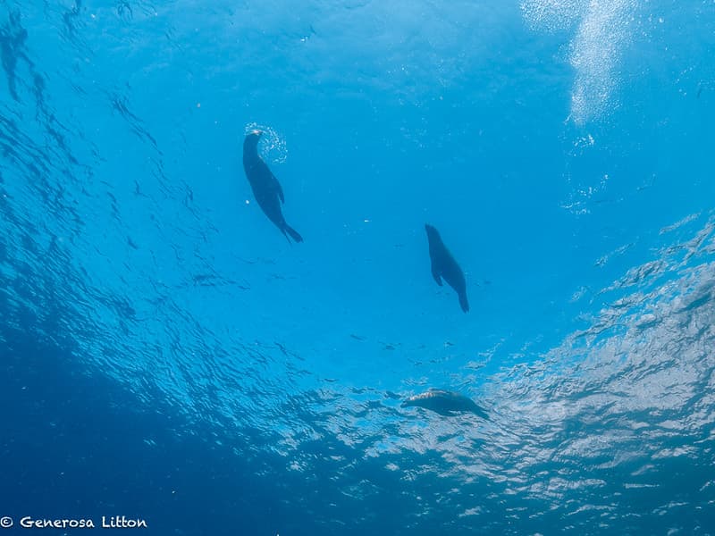 Sea lions swimming in the surface