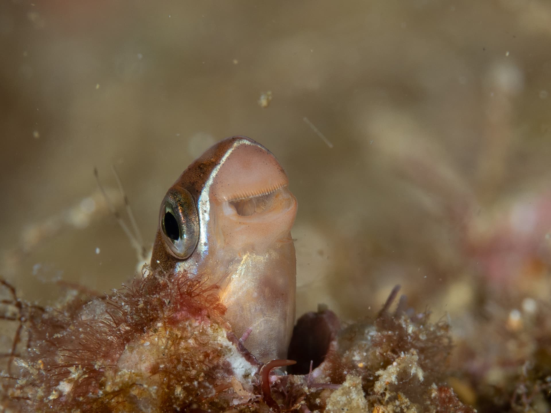 bluestriped fangblenny looking from a hole