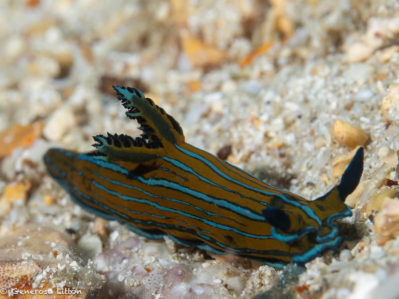 tamba eliora nudibranch