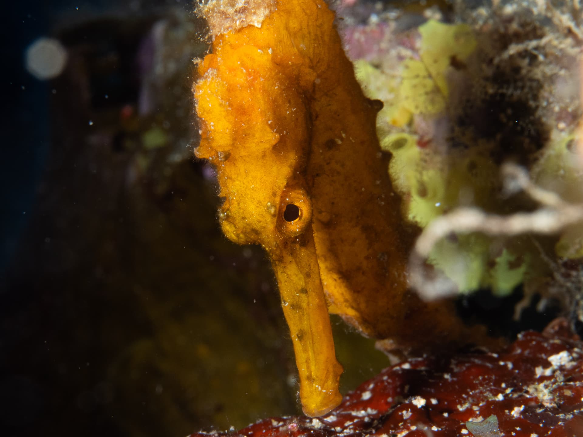 Yellow Seahorse