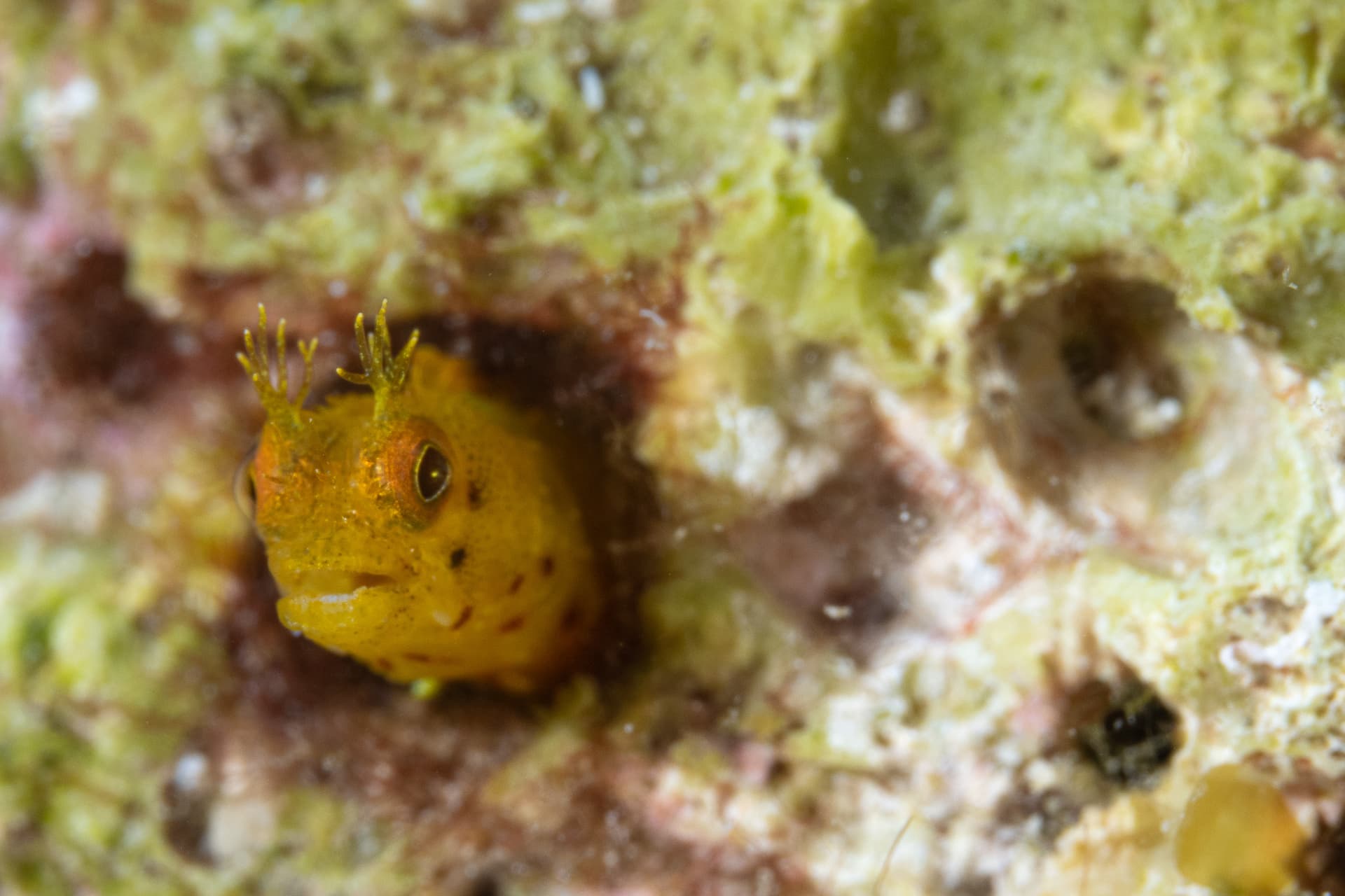 Yellow Blenny