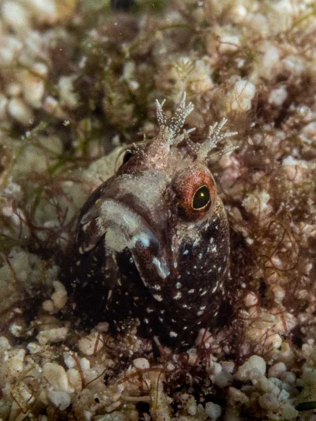 blennie looking up from its hole