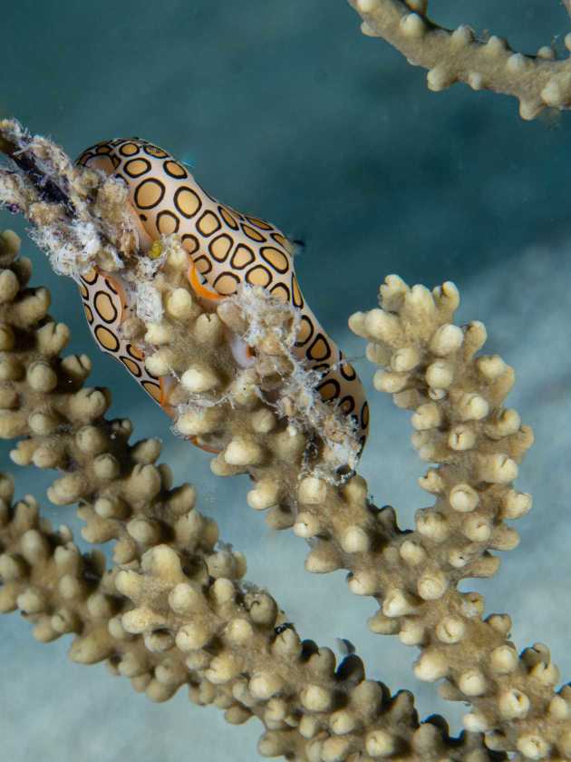 flamingo tongue slug