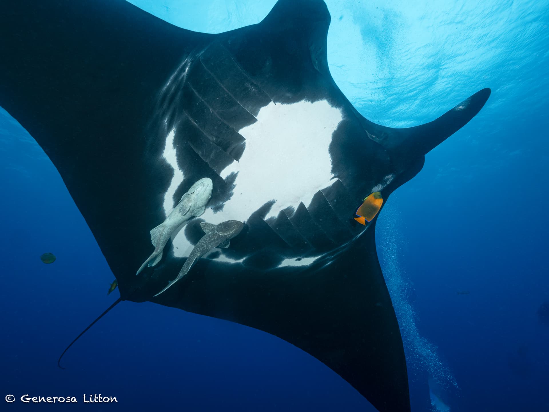 black manta belly