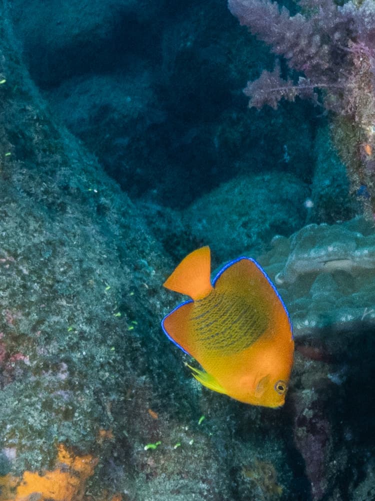 clarion angelfish