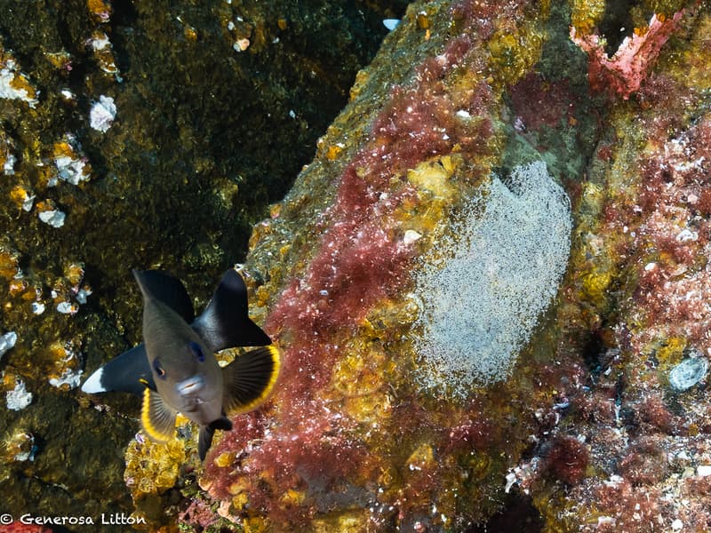 damsel fish guarding her eggs