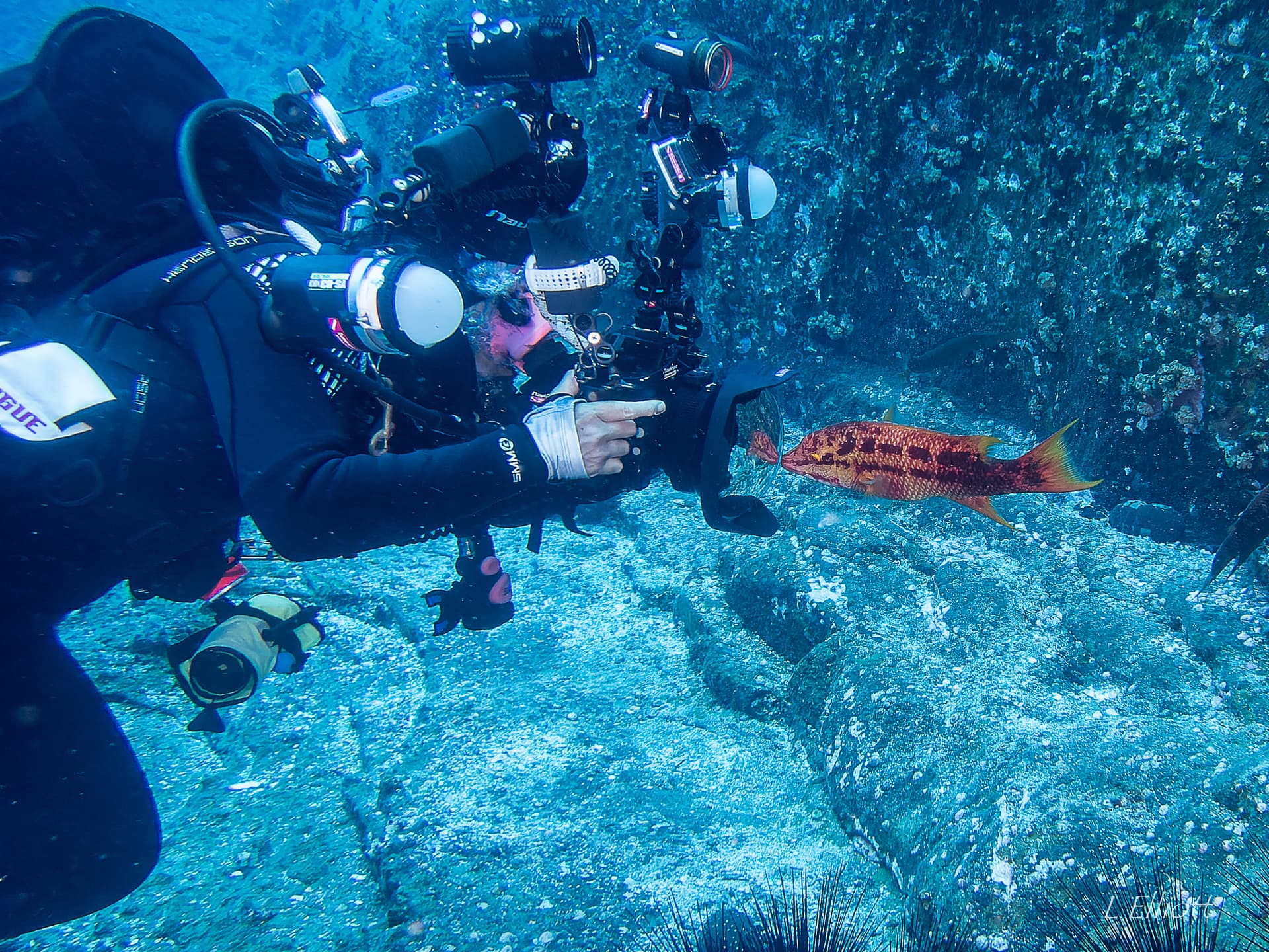 fish seeing its reflection on camera port
