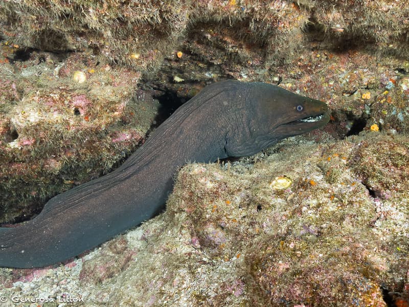 green moray eel