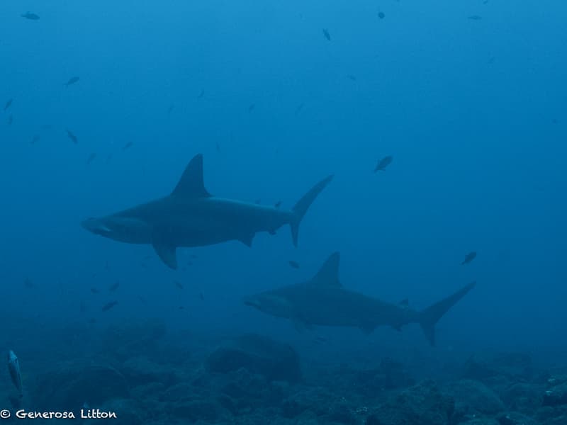 two hammerhead sharks