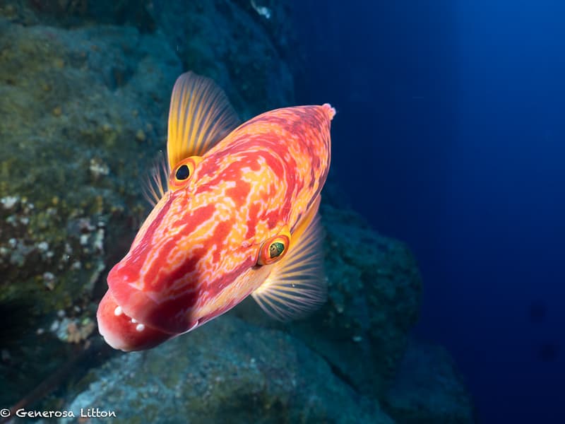 hogfish close up