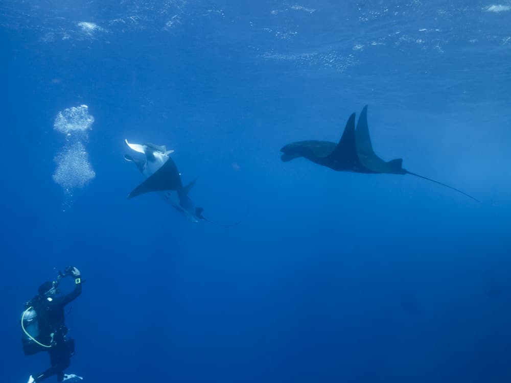 diver with two mantas